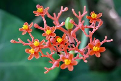 Close-up of flowers