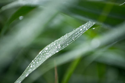 Close-up of water drops on blade of grass