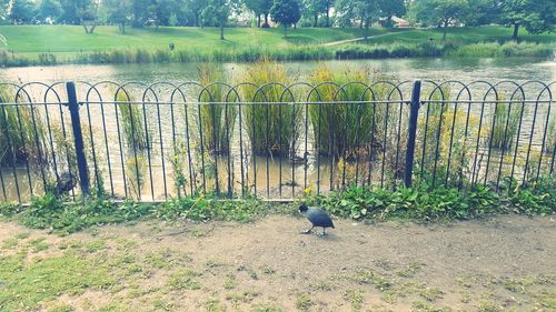 Ducks on grass by water