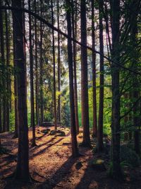 Trees in forest