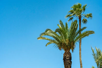 Low angle view of palm tree against clear blue sky