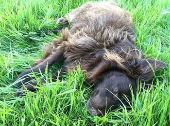 Dog relaxing on grassy field
