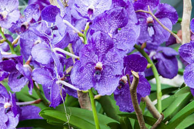 Close-up of purple flowering plants