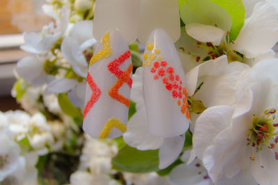 Close-up of white flowering plant