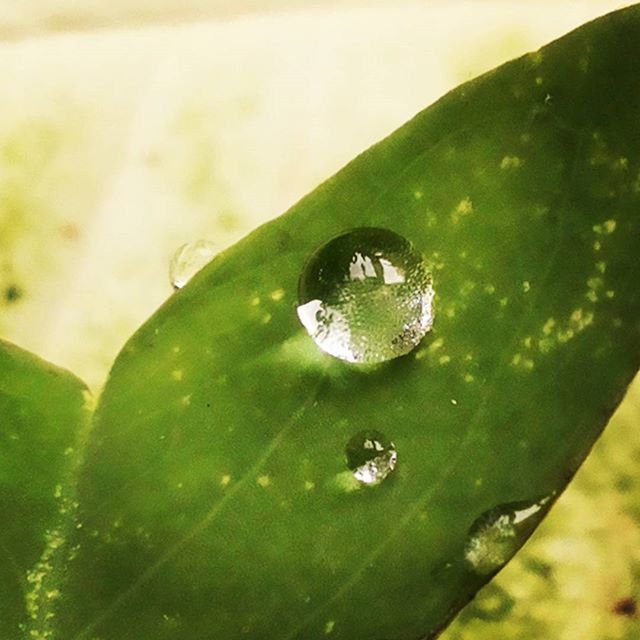 green color, close-up, leaf, leaf vein, focus on foreground, nature, green, natural pattern, selective focus, growth, plant, day, no people, one animal, outdoors, drop, wet, beauty in nature, animal themes, pattern