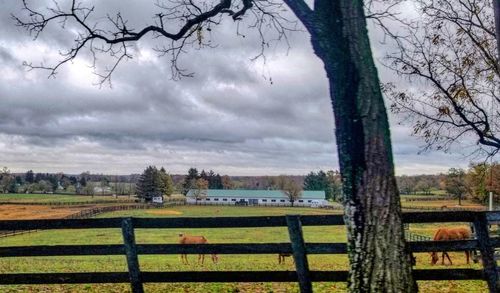 Scenic view of field against sky