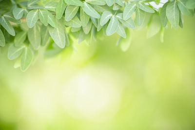 Close-up of green leaves