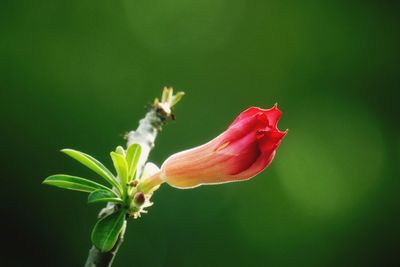 Close-up of red rose flower bud