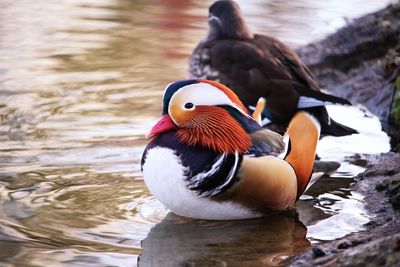 Duck swimming in lake