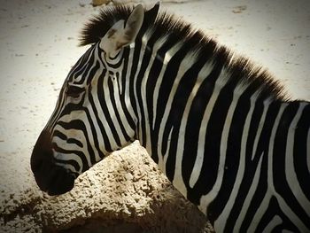 Close up of a zebra