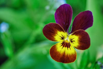 Close-up of flowers