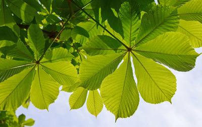 Low angle view of leaves on tree