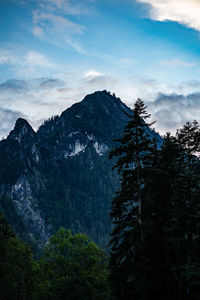 Pine trees in forest against sky