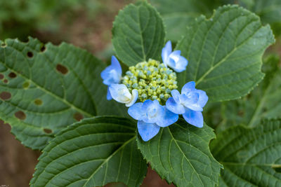 Close-up of purple flowering plant