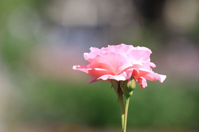 Close-up of pink rose