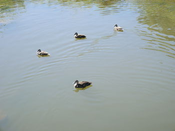 High angle view of ducks swimming in lake