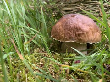 Close-up of mushroom growing on field