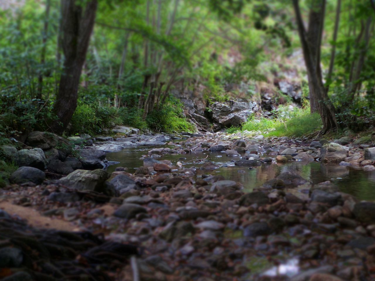 STREAM FLOWING THROUGH FOREST