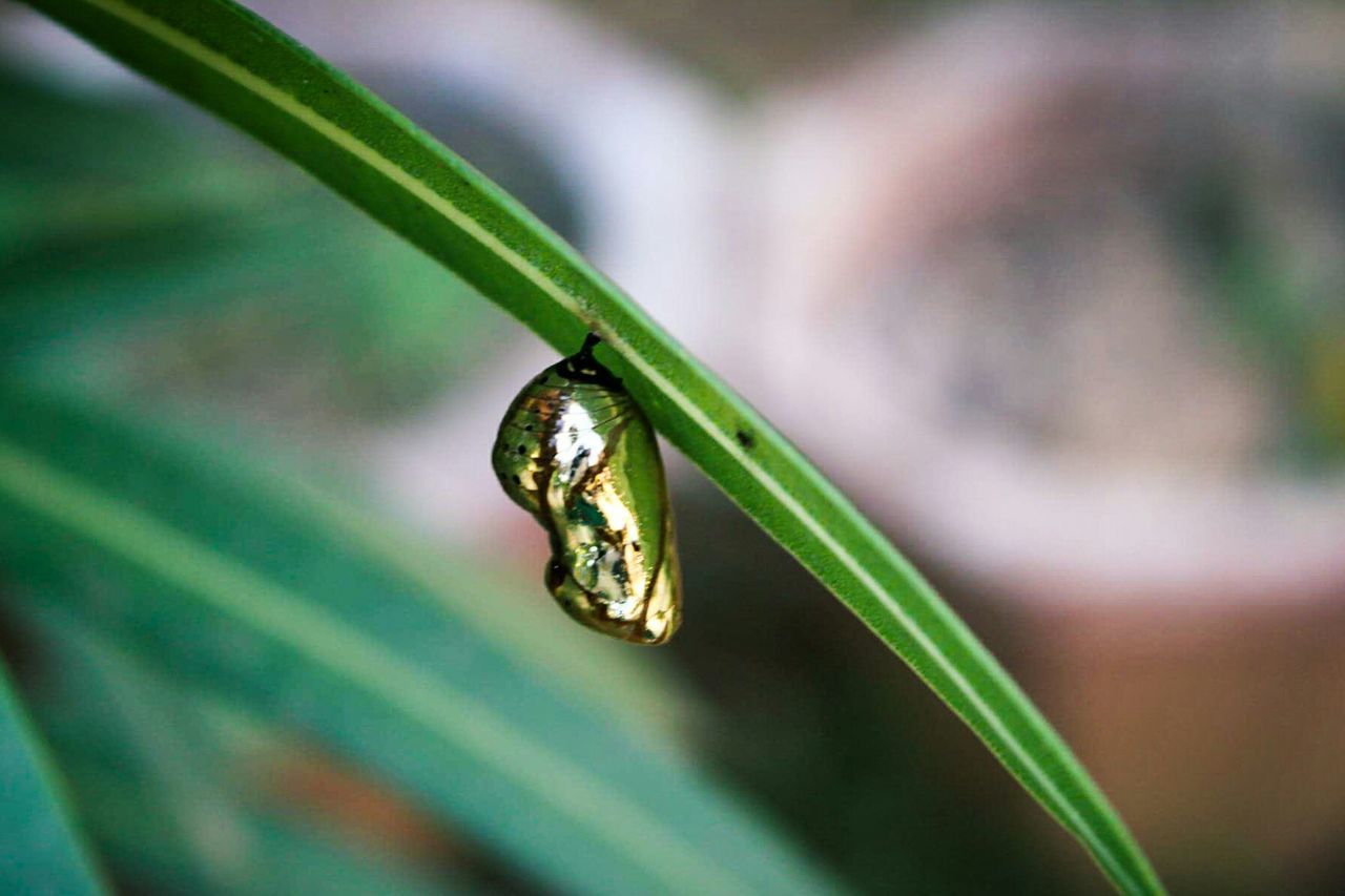 plant, no people, close-up, day, drop, nature, animals in the wild, leaf, focus on foreground, growth, outdoors, animal themes, water, fragility, beauty in nature, freshness