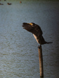 Bird flying over lake