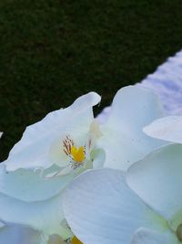 Close-up of flowers blooming outdoors