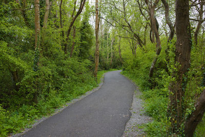 Road amidst trees in forest