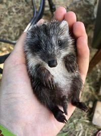 Close-up of hand holding baby