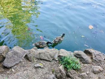 High angle view of duck swimming on lake