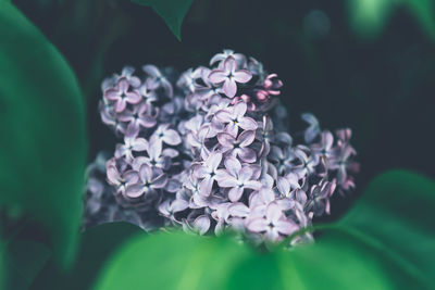 Close-up of purple flowering plant