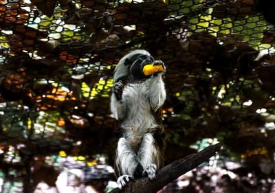 Low angle view of monkey on tree