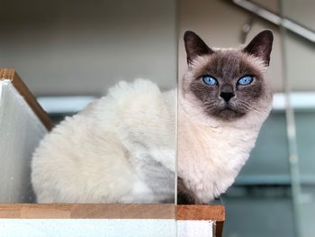 Close-up portrait of a cat