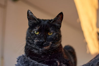 Close-up portrait of black cat at home