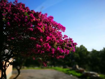 Flower trees against sky