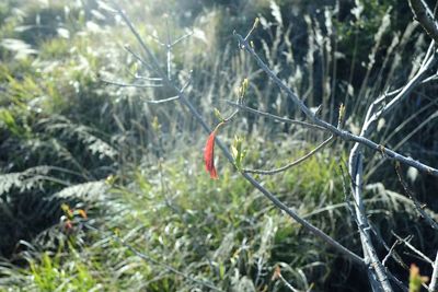 Close-up of plants