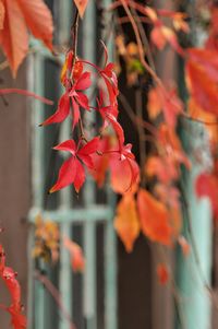 Close-up of red flowering plant during autumn