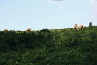 Sheep on field against clear sky