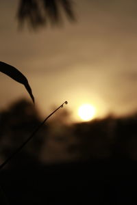 Close-up of silhouette plant against sky during sunset