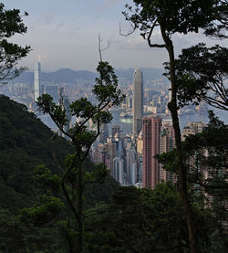 Trees in city against sky