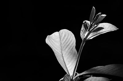 Close-up of flower against black background