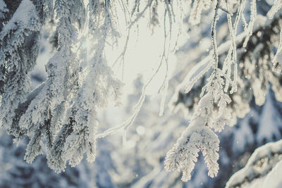 Close up fir branches covered with snow concept photo
