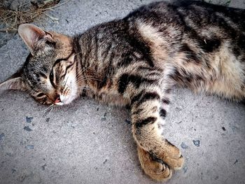 High angle portrait of cat lying