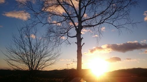 Silhouette bare tree against sky during sunset