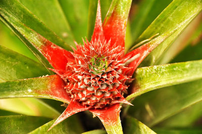 Close-up of red flowers