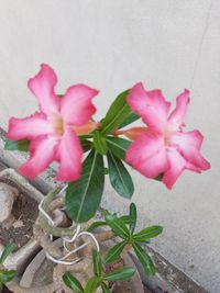 Close-up of pink flowering plant against wall