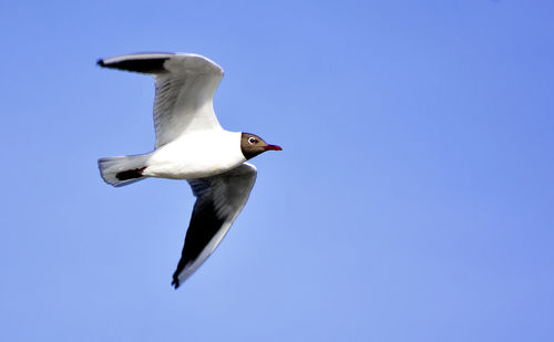 Low angle view of seagull against blue sky