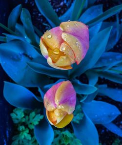 Close-up of wet purple flower