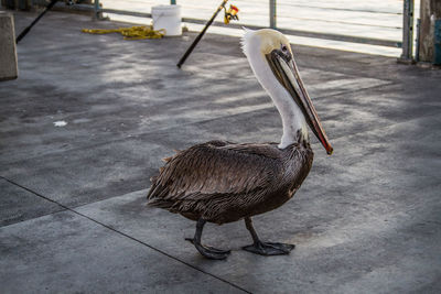 Bird perching on floor