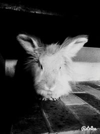 animal themes