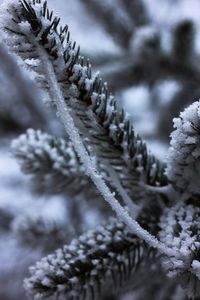 Close-up of snow covered pine tree