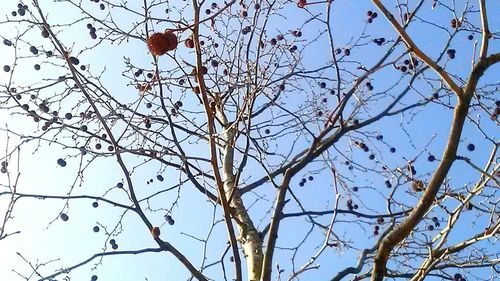 Low angle view of bare tree against blue sky